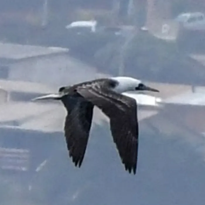 Spotted Peruvian Booby