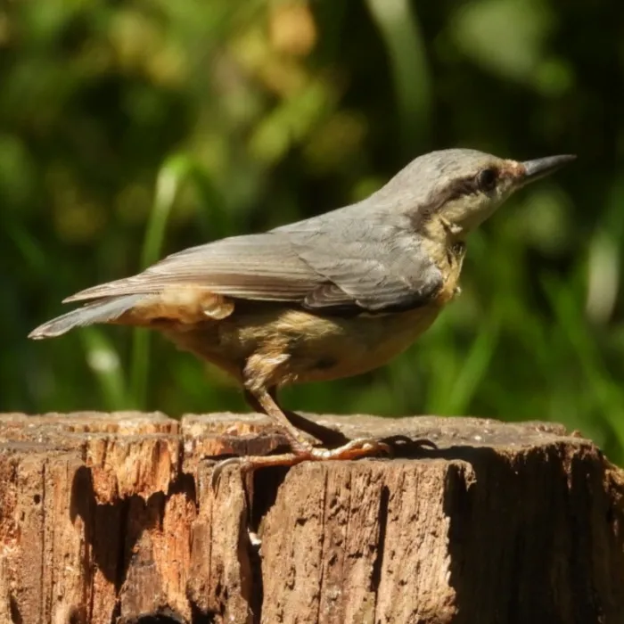Spotted Eurasian Nuthatch