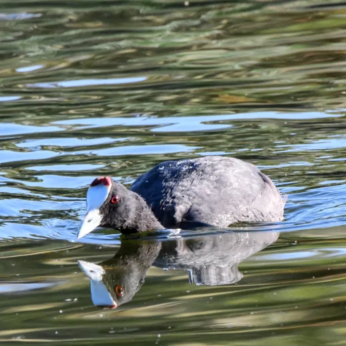 Spotted Red-knobbed Coot