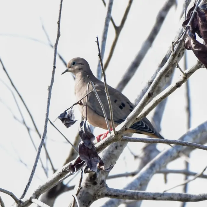 Spotted Mourning Dove