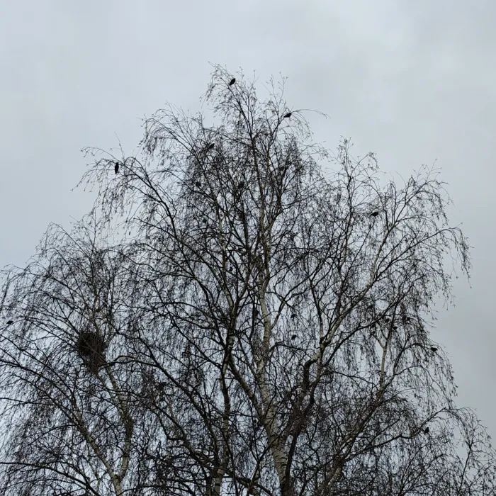 Spotted European Starling