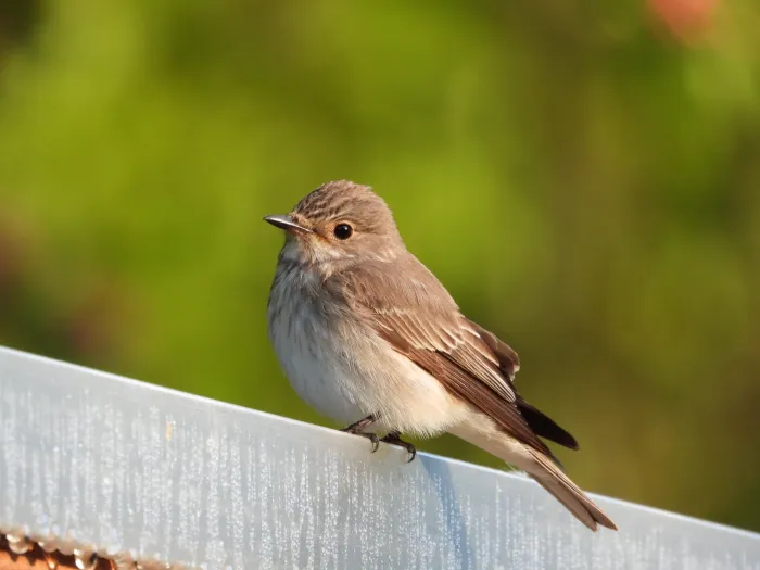 Spotted Spotted Flycatcher