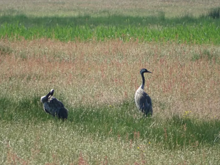 Waargenomen Kraanvogel