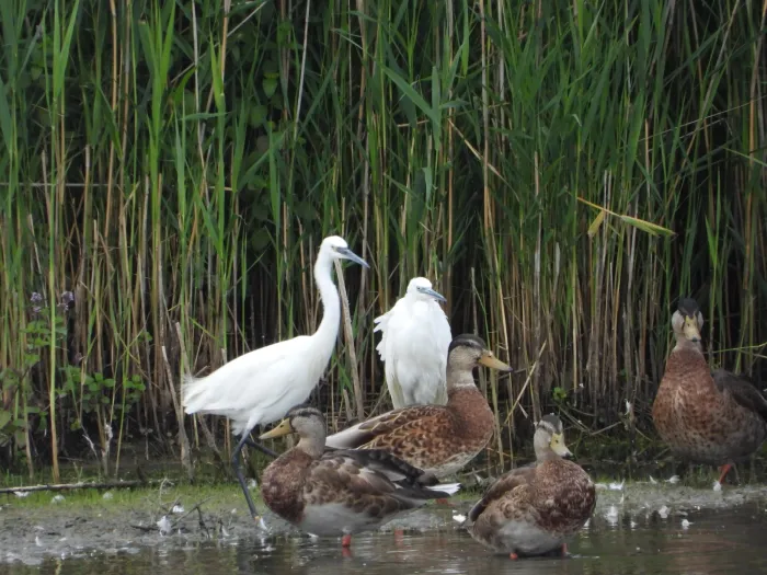 Waargenomen Kleine zilverreiger