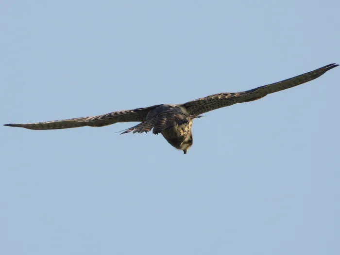 Spotted Eurasian Kestrel
