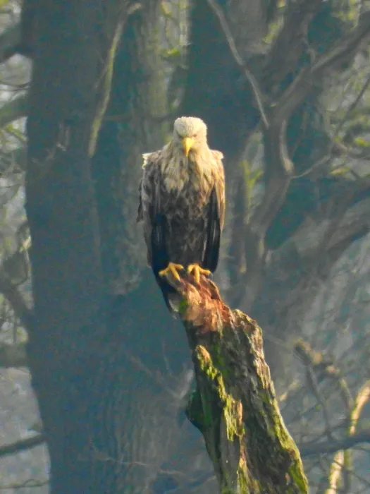 Spotted White-tailed Eagle