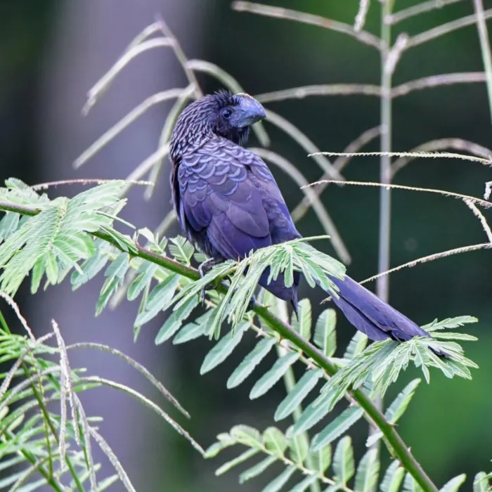 Spotted Smooth-billed Ani