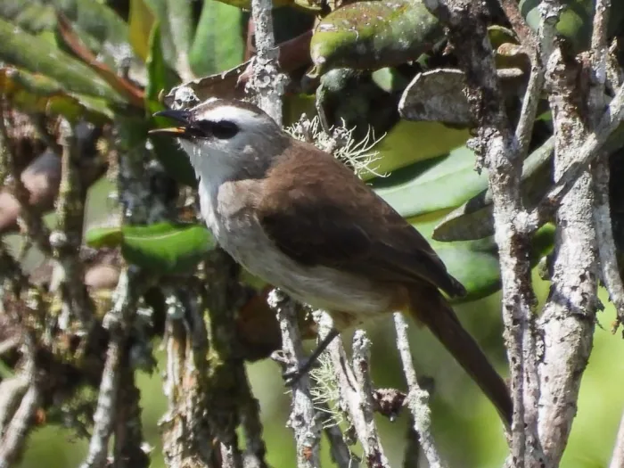 Gespotte Wenkbrauwbuulbuul