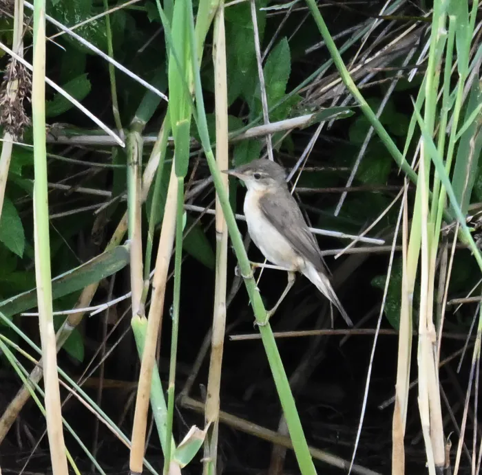 Spotted Common Reed Warbler