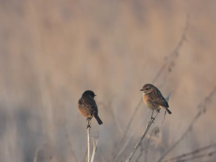 Gespotte Roodborsttapuit