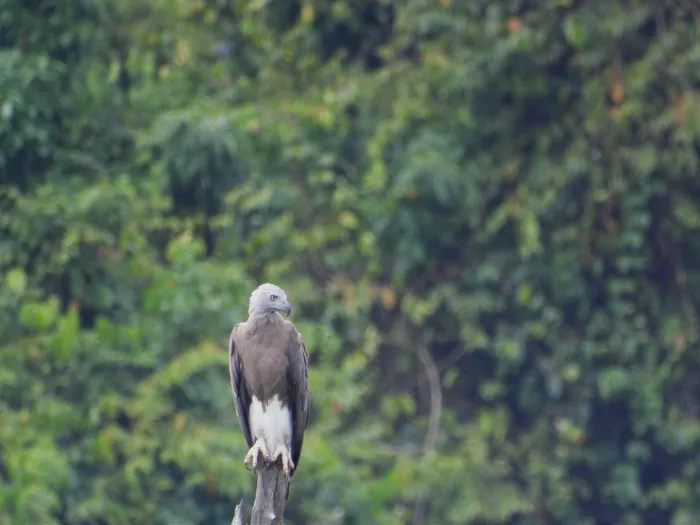 Gespotte Grote rivierarend