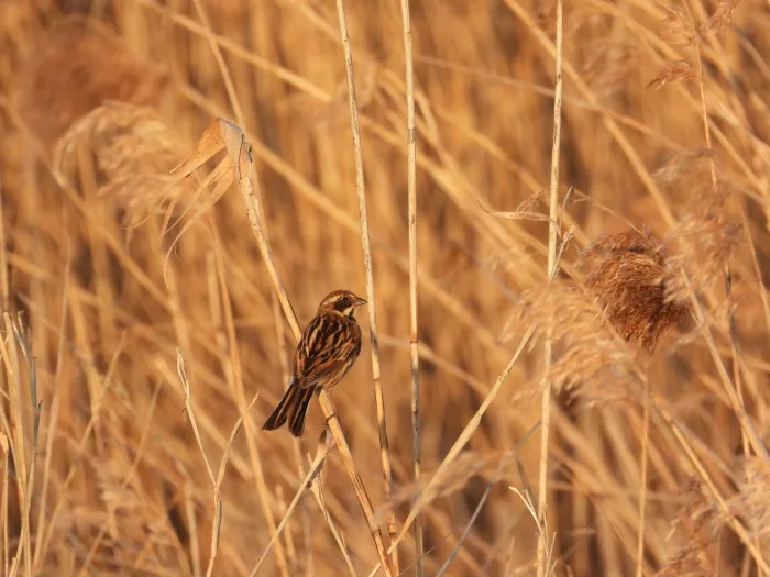 Gespotte Roodborsttapuit
