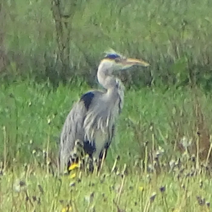 Waargenomen Blauwe reiger