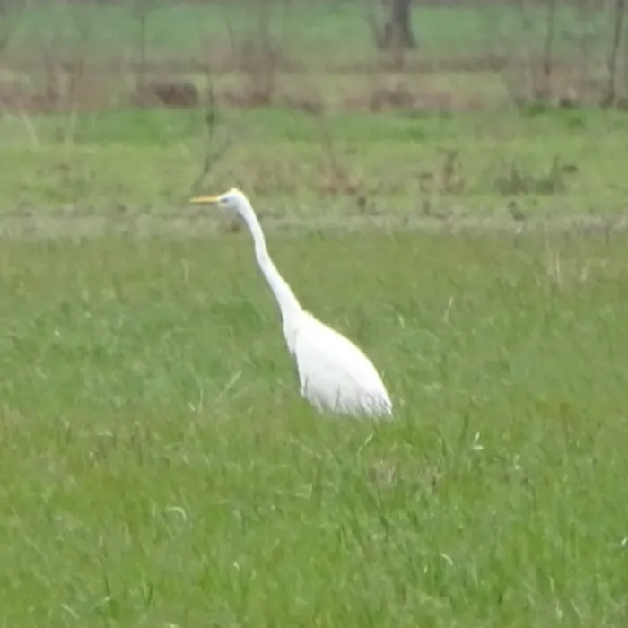 Gespotte Grote zilverreiger