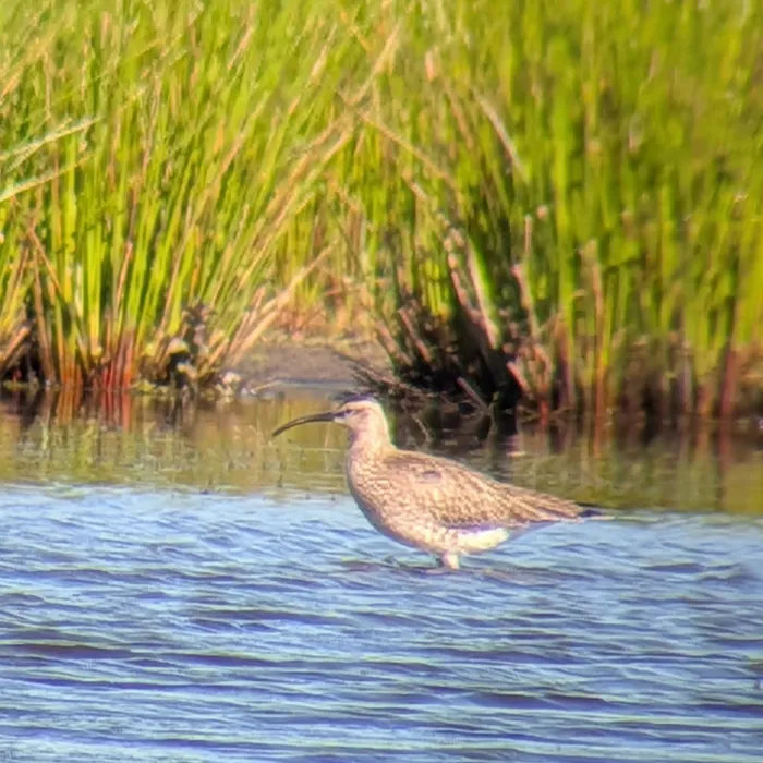 Spotted Whimbrel