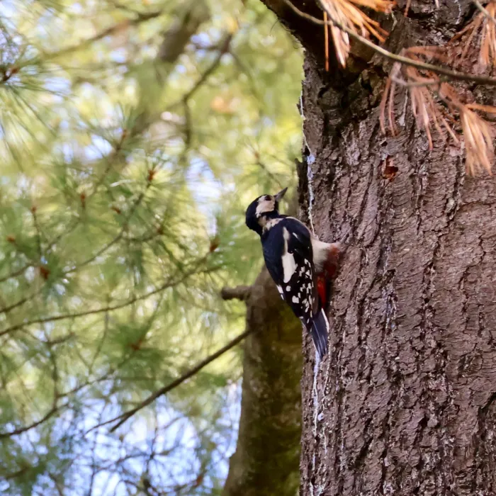 Spotted Great Spotted Woodpecker