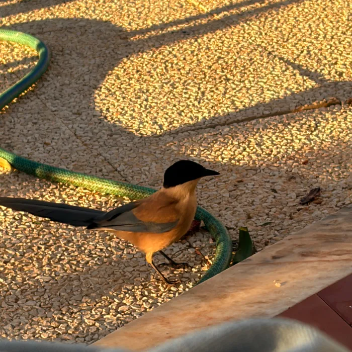 Spotted Iberian Magpie
