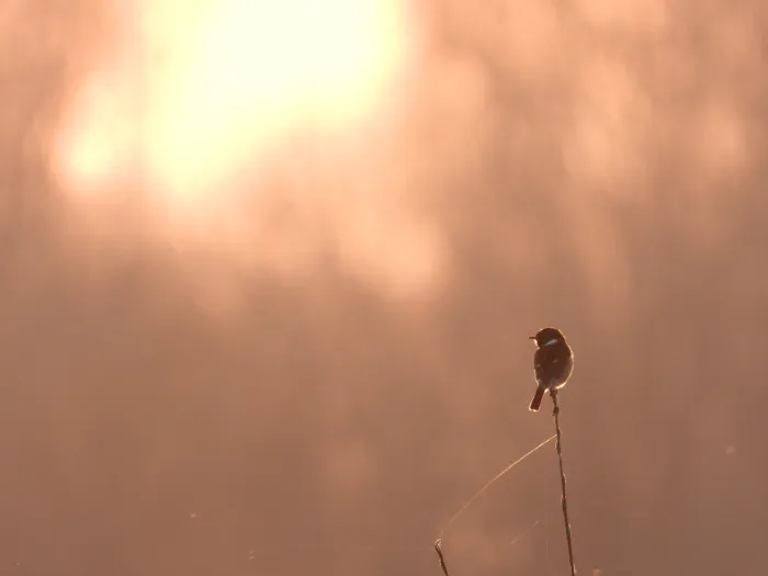 Gespotte Roodborsttapuit