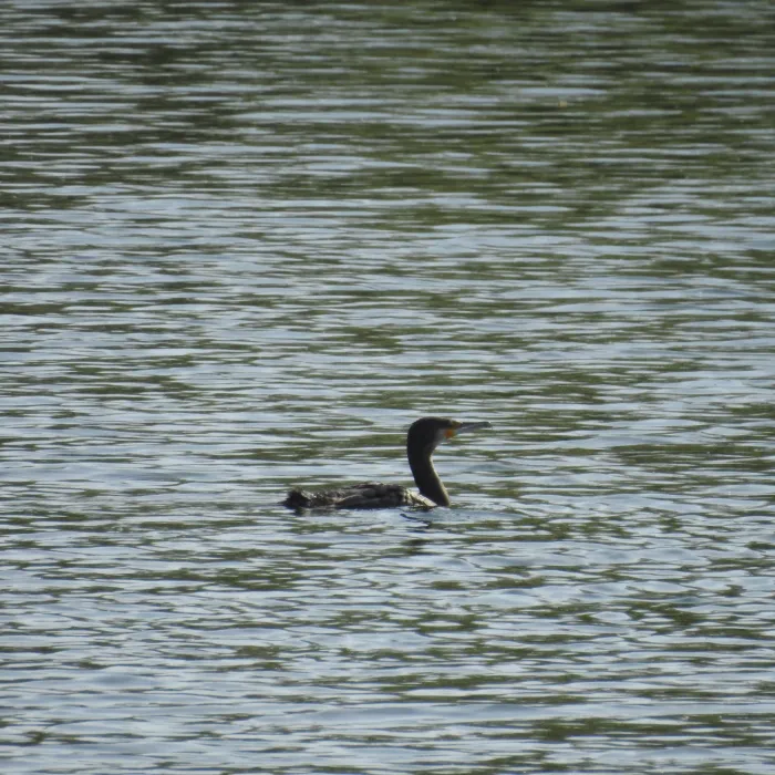 Gespotte Aalscholver