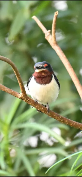 Spotted Brown-throated Wattle-eye