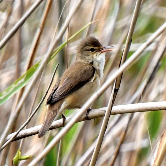 Spotted Common Reed Warbler