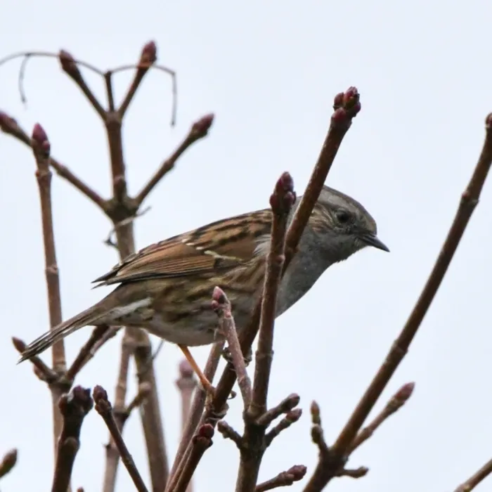 Spotted Dunnock