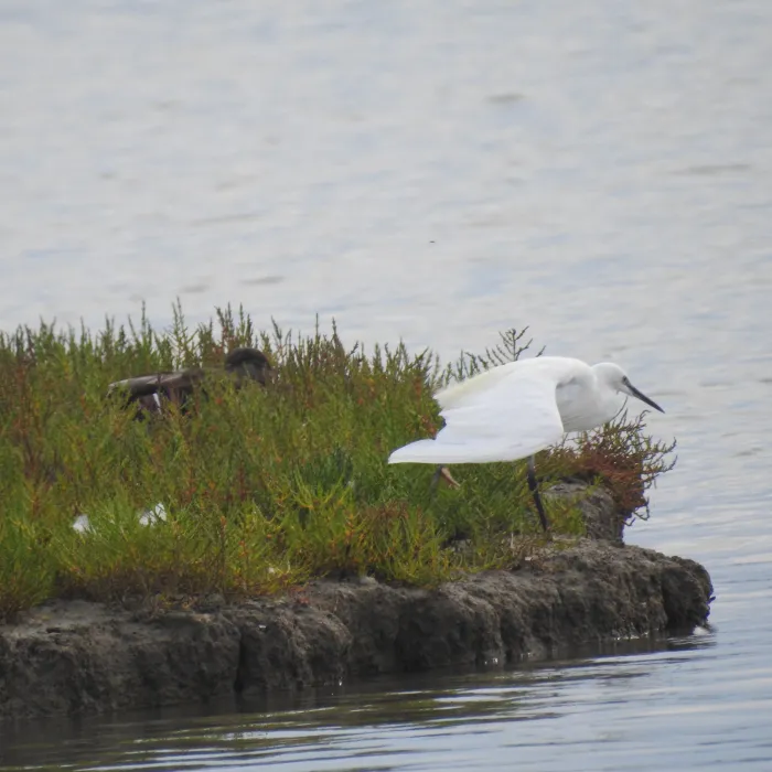 Spotted Little Egret