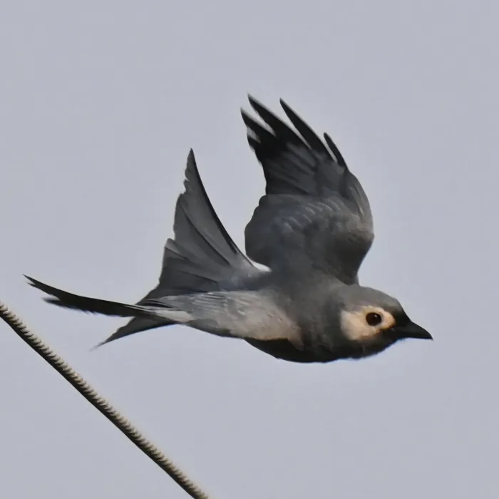 Gespotte Grijze drongo