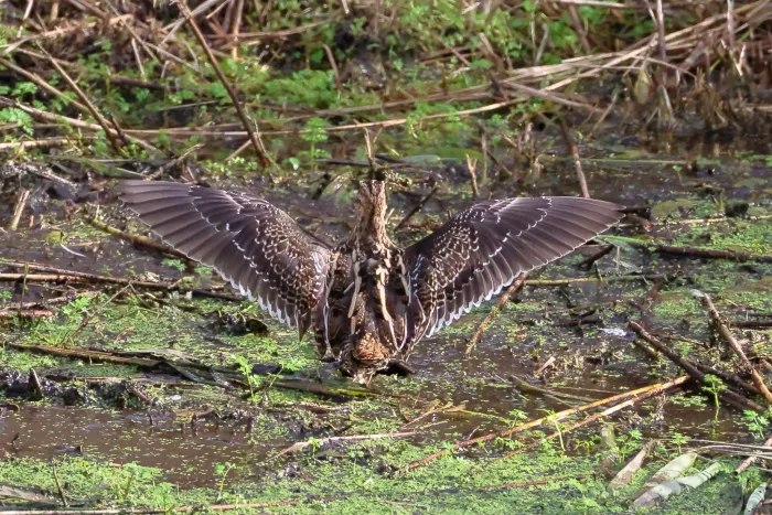 Waargenomen Watersnip