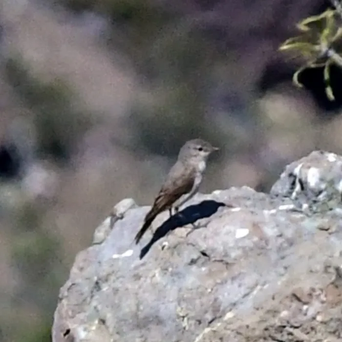 Spotted Spot-billed Ground-Tyrant