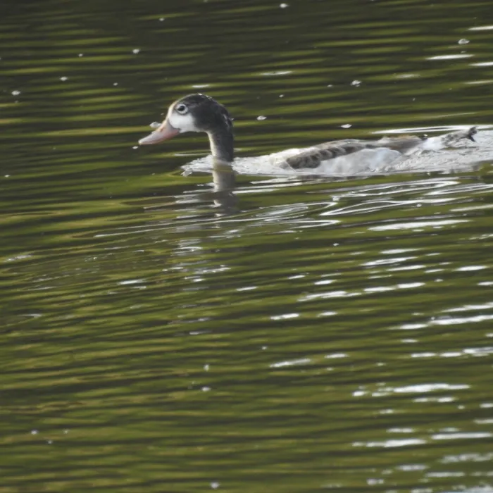 Spotted Common Shelduck
