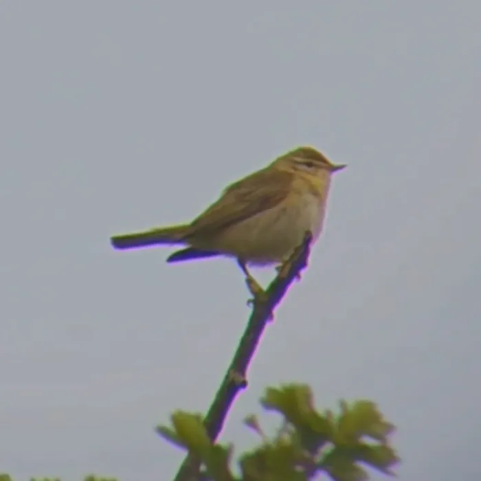 Spotted Willow Warbler