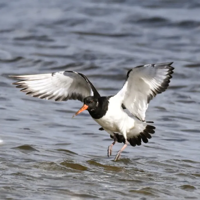 Eurasian Oystercatcher