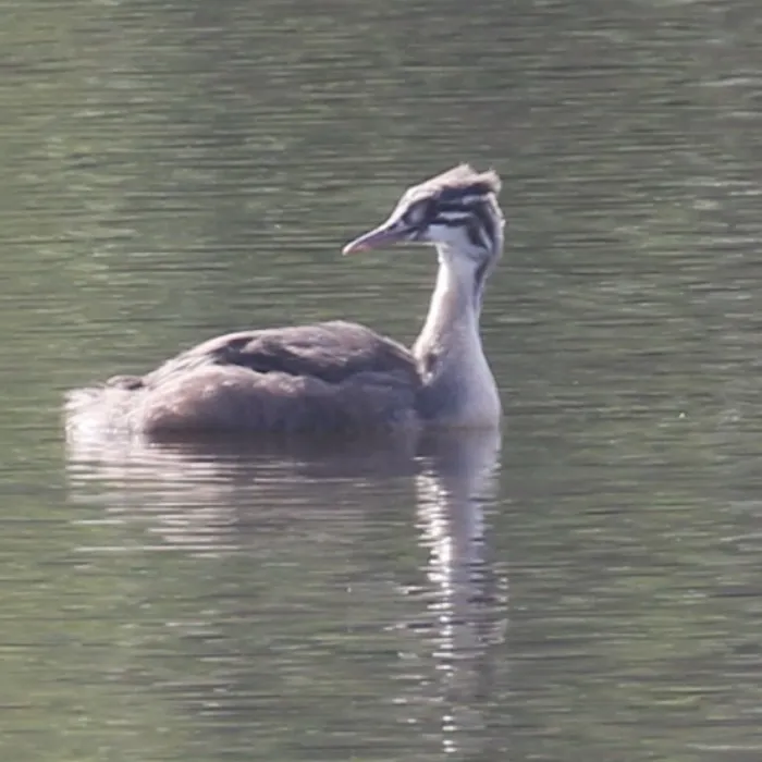 Spotted Great Crested Grebe