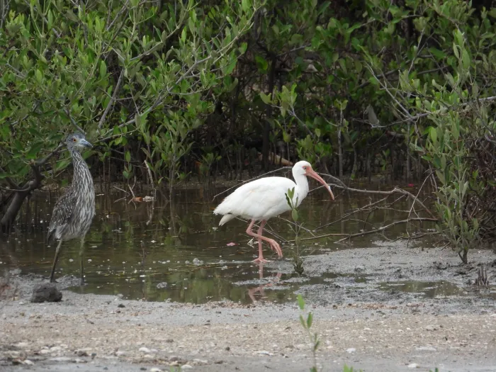 Waargenomen Witte ibis
