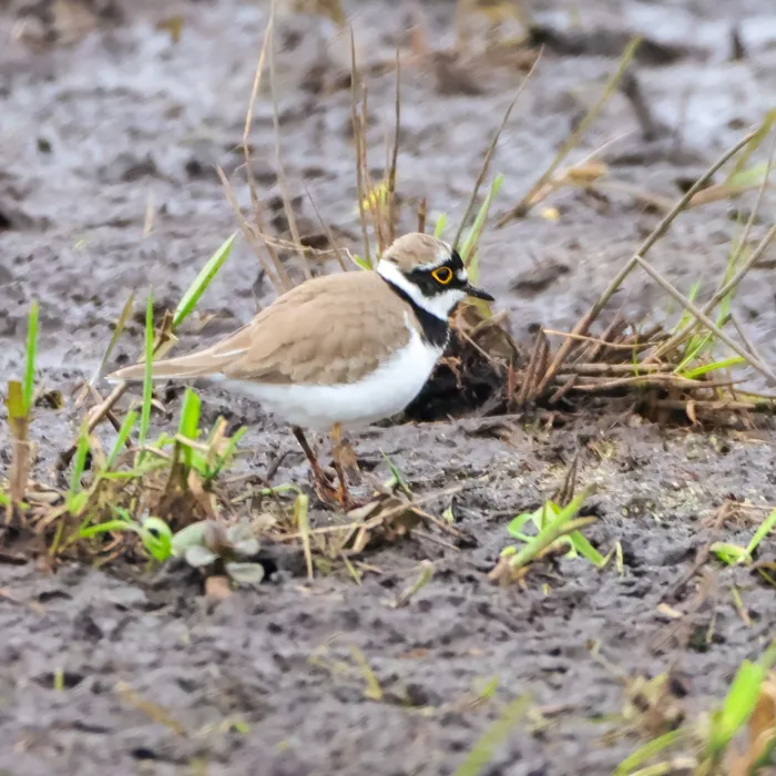 Gespotte Kleine plevier
