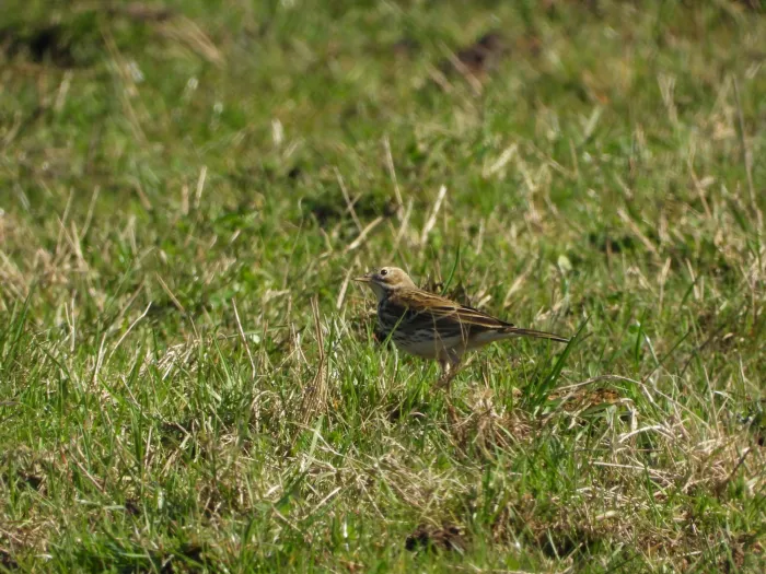 Gespotte Veldleeuwerik