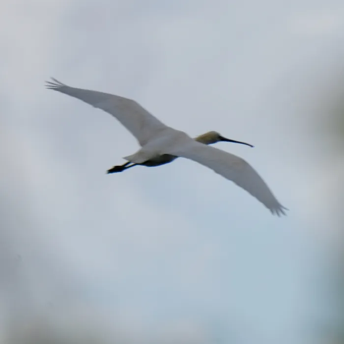 Spotted Eurasian Spoonbill