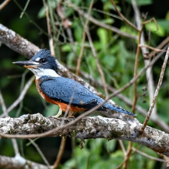 Gespotte Amerikaanse reuzenijsvogel