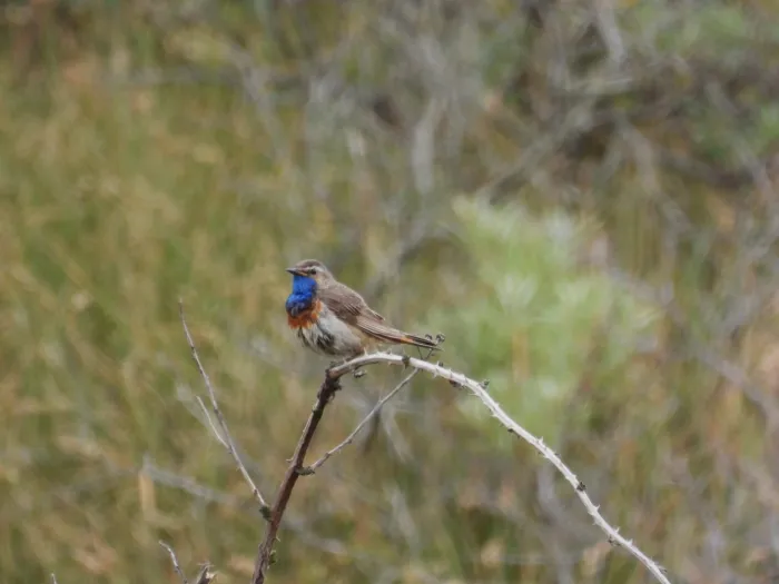 Waargenomen Blauwborst