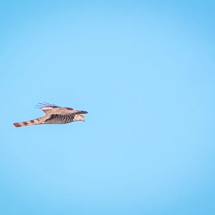 Waargenomen Sperwer