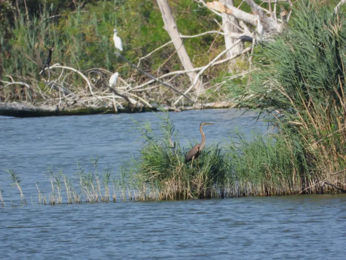 Spotted Purple Heron