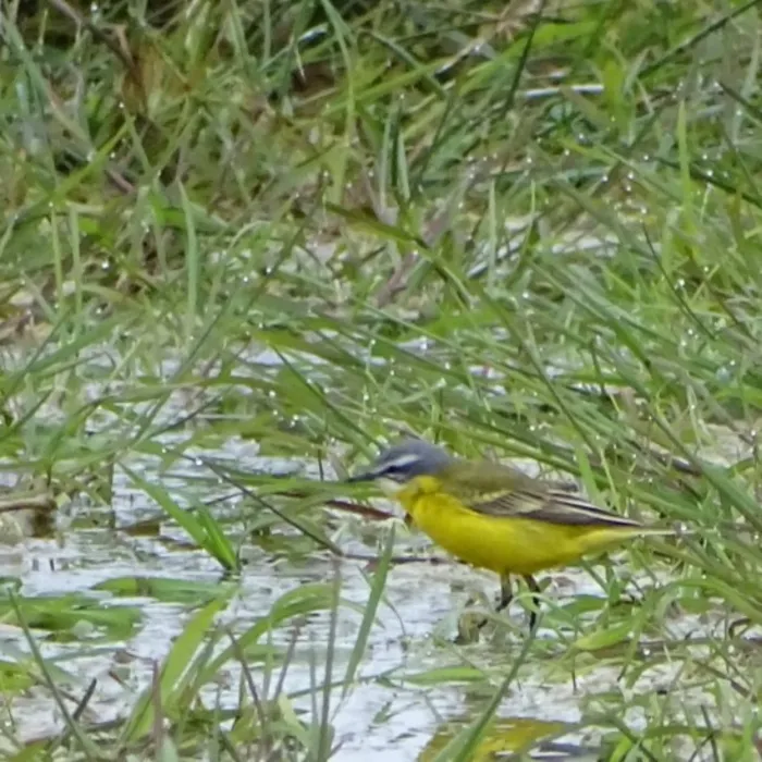 Spotted Western Yellow Wagtail