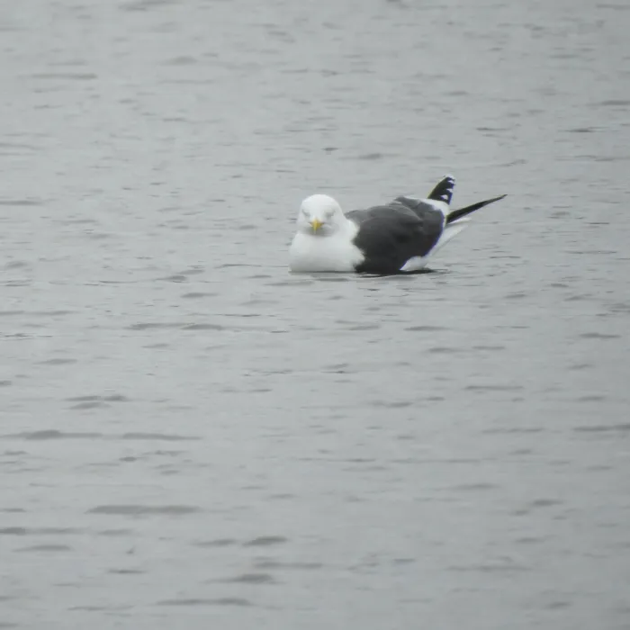 Gespotte Kleine mantelmeeuw