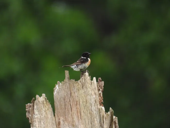Spotted European Stonechat