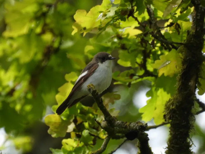 Spotted European Pied Flycatcher