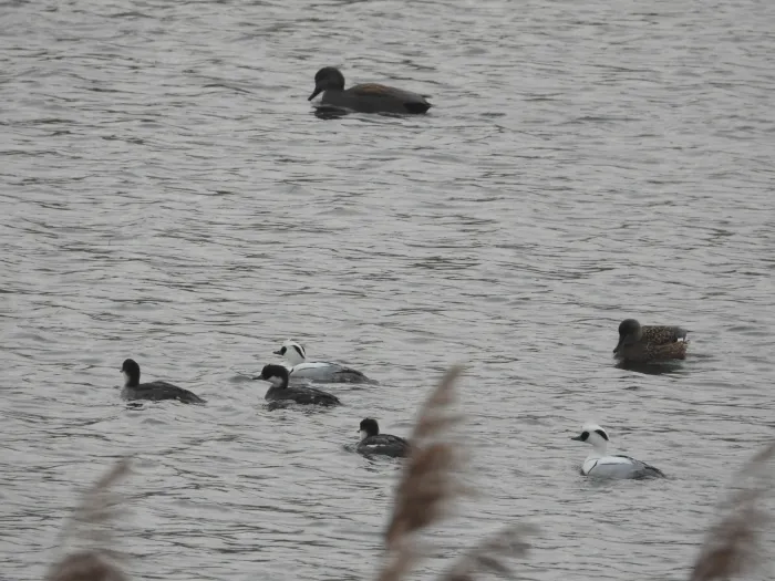 Spotted Smew