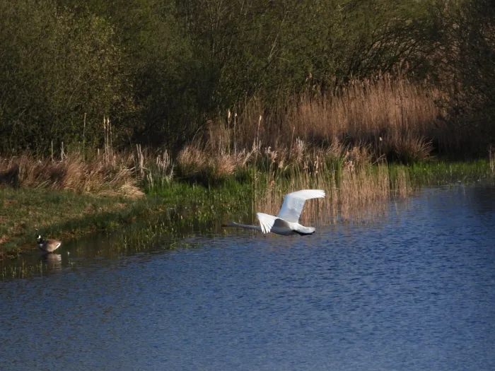 Gespotte Wilde zwaan