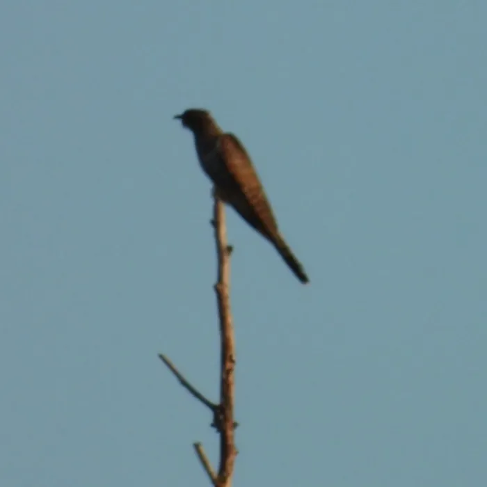 Spotted Common Cuckoo
