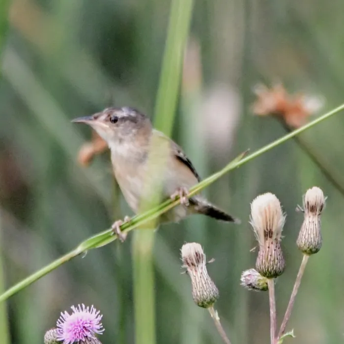 Spotted Sedge Wren